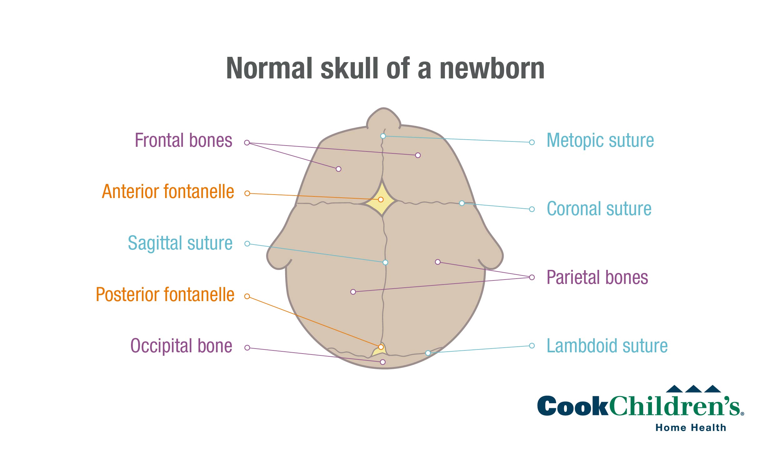 normal-skull